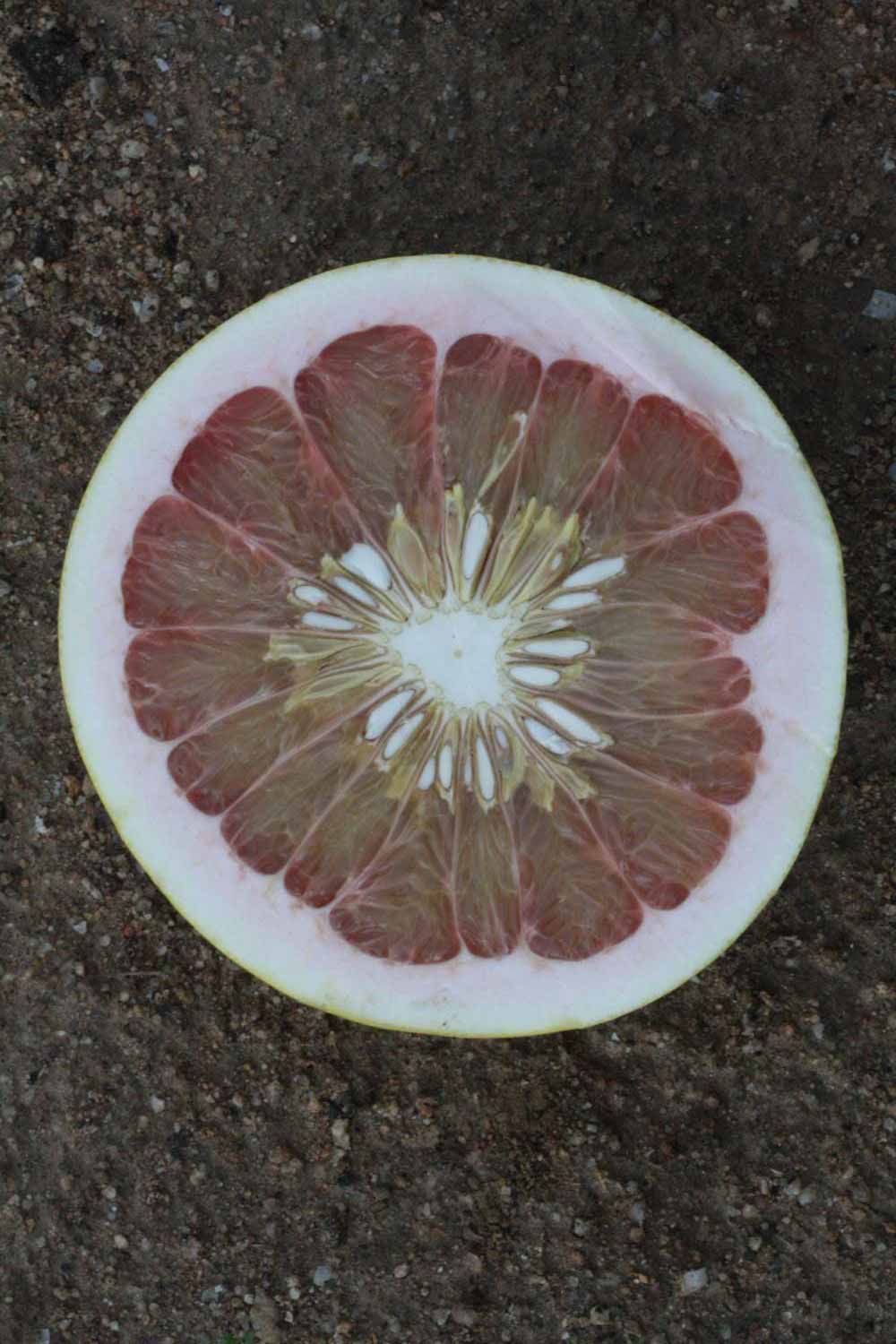             Fruit cross-section (Riverside, CA)       